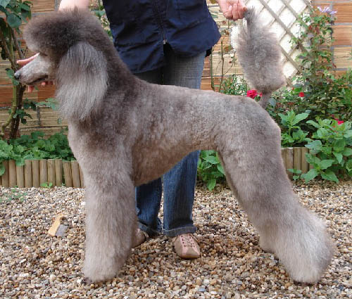 CANICHE MARE